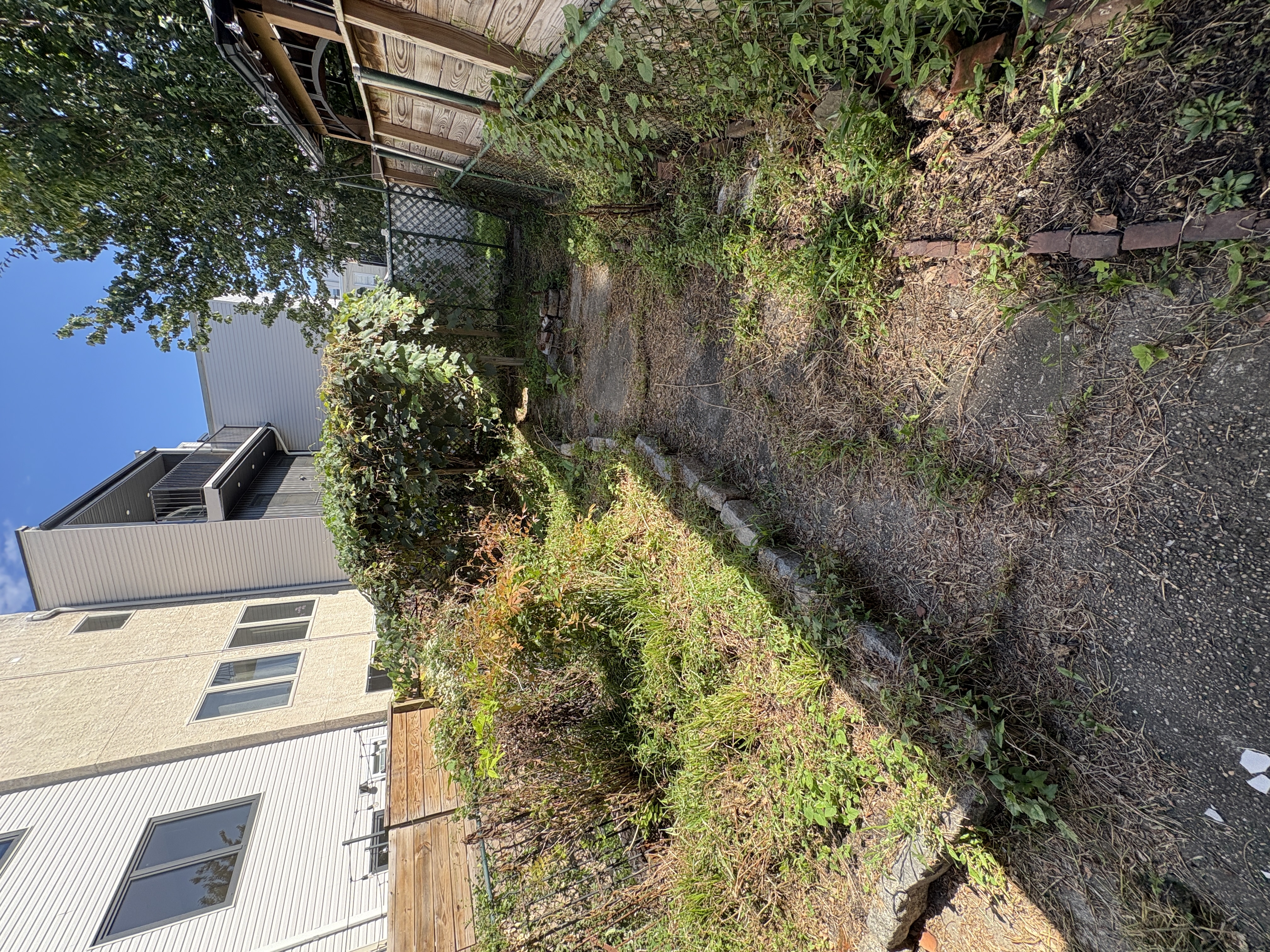 Overgrown backyard and walkway before the refresh